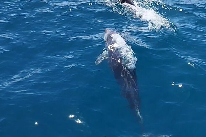 2 h Estepona Bay Tour - FAQ