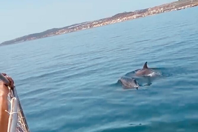2-Hour Excursion in Search of Dolphins/ Includes Drink and Snacks - A drink, a snack and a chance to swim