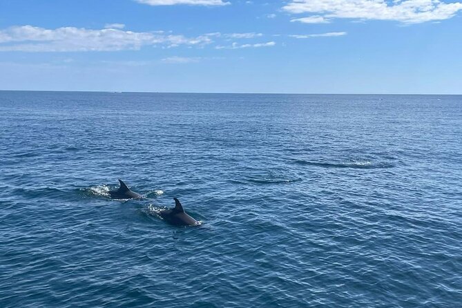 2-Hour Excursion in Search of Dolphins/ Includes Drink and Snacks - What the trip feels like with a small group