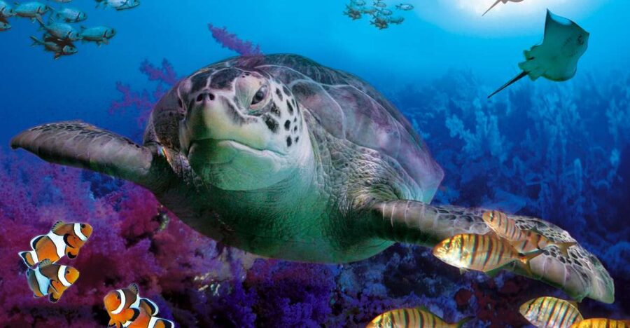 Benalmadena Aquarium Visit - Walk through the 180-degree tunnel