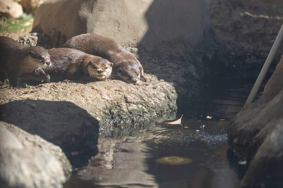Benalmadena Aquarium Visit - Time your visit around the otter feeding
