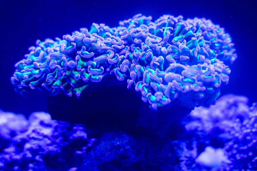 Benalmadena Aquarium Visit - How much time and money should you set aside?