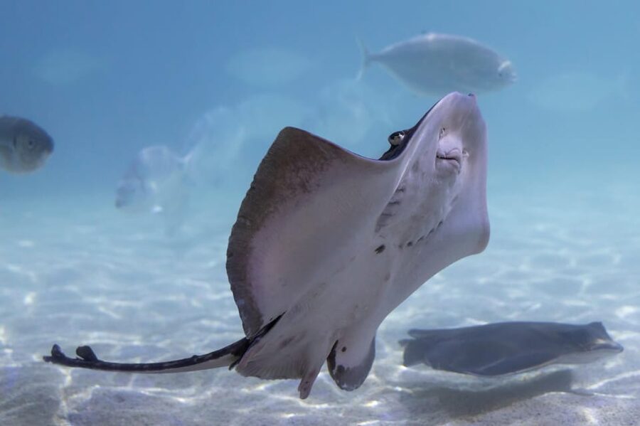 Benalmadena Aquarium Visit - FAQ