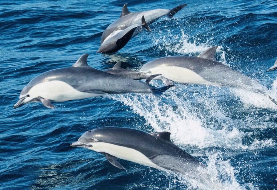 Benalmadena: Boat Rental without License Required - What the price gets you