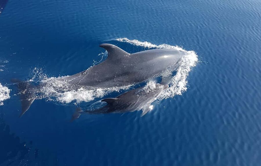 Benalmadena: Dolphin Sighting Boat Tour - Key points before you book