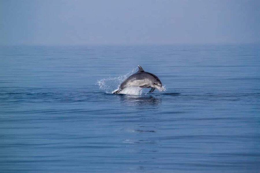 Benalmadena: Dolphin Sighting Boat Tour - Leaving Benalmádena marina for open water