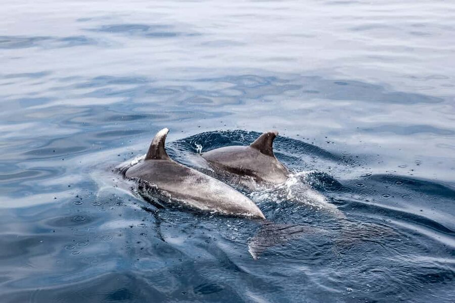 Benalmadena: Dolphin Sighting Boat Tour - Returning to shore by the same route