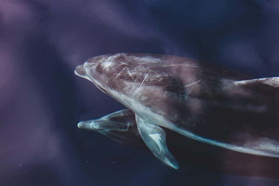 Benalmadena: Dolphin Sighting Boat Tour - The 40-minute search for dolphins