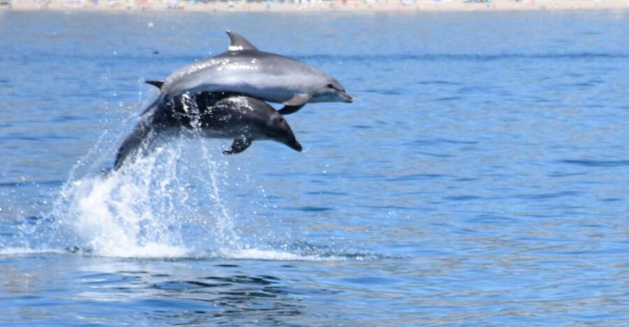 Benalmadena: Dolphin Watching Boat Tour - Boarding at Benalmádena Marina