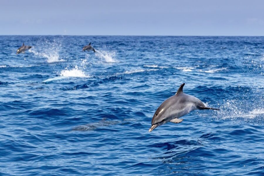 Benalmadena: Dolphin Watching Boat Tour - A summer swim is a bonus, not the main event