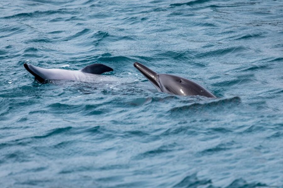 Benalmadena: Dolphin Watching Boat Tour - What the price gets you