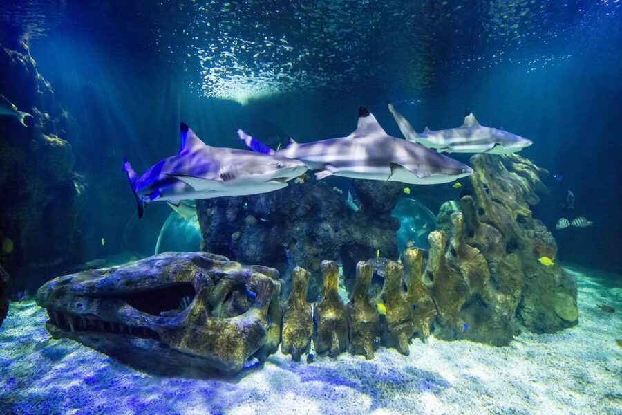 Benalmádena: Sea Life Benalmádena Premium Entry Ticket - A small aquarium with a manageable visit