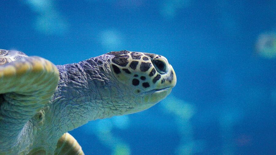 Benalmádena: Sea Life Benalmádena Premium Entry Ticket - Should you book this ticket?