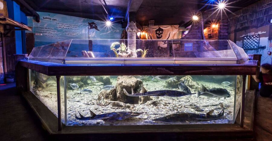 Benalmádena: Sea Life Benalmádena Premium Entry Ticket - Feeds, talks and quiz trails