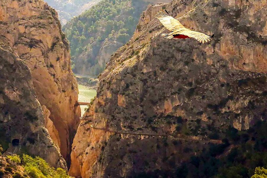 Caminito del Rey: Entry Ticket - At a glance