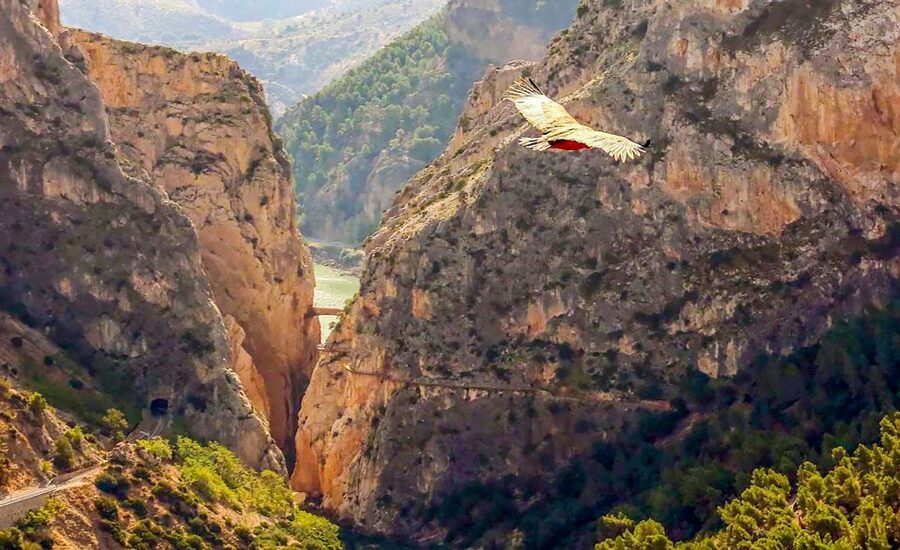 Caminito del Rey: Guided Tour and Entry Ticket - Should you book Caminito del Rey?
