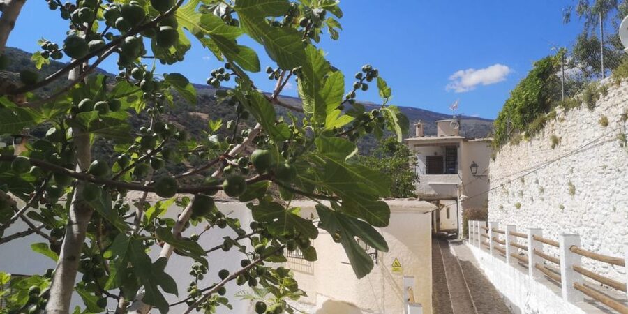 Discovering Las Alpujarras from Málaga - SemiPrivate - Three hours in Pampaneira