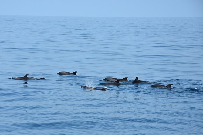 Dolphin Sightseeing Boat Tour from Benalmadena - Setting out from Benalmádena’s marina