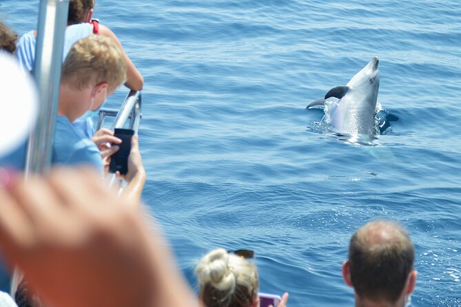 Dolphin Sightseeing Boat Tour from Benalmadena - FAQ