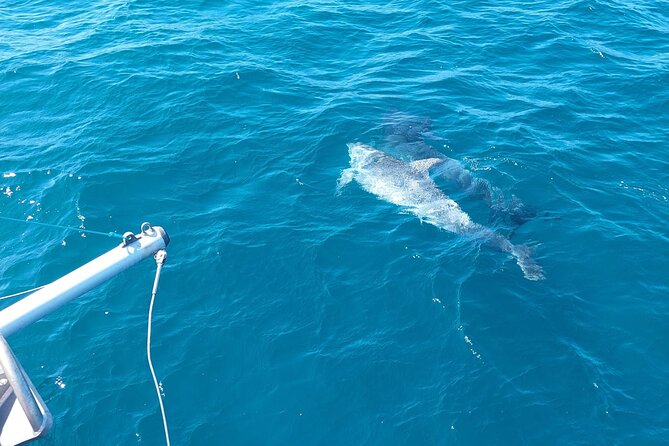 Dolphin trips on a catamaran - Families, couples, and first-time boat trips