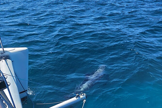 Dolphin trips on a catamaran - Booking details to check before you go