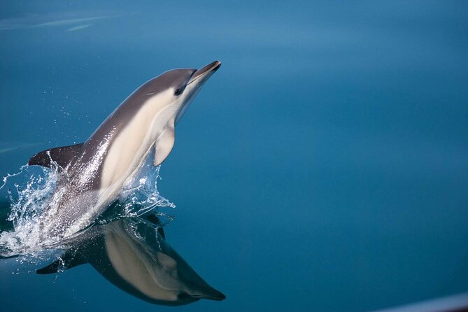 Dolphin Watching Adventure in Estepona Bay - At a glance