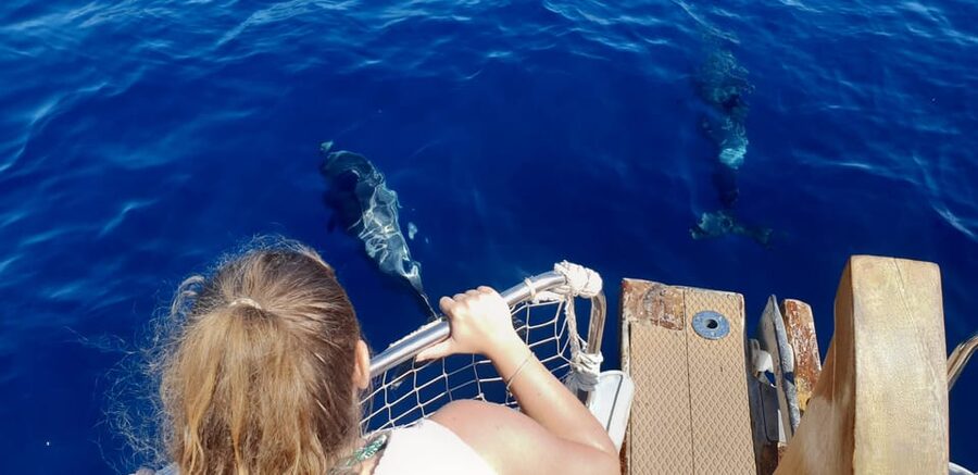 Estepona: Dolphin Search Boat Trip with Drink and Snacks - Setting off from Estepona Marina