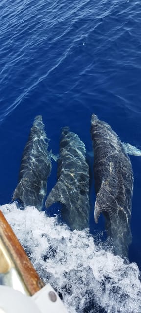 Estepona: Dolphin Search Boat Trip with Drink and Snacks - What the $44 price gets you