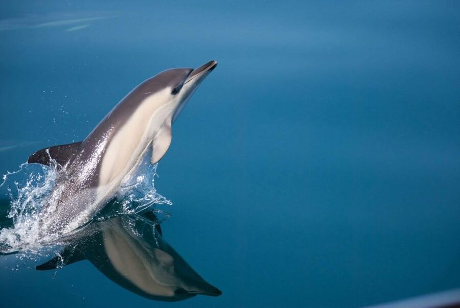Estepona: Dolphin Watching Sailboat Cruise with Drink - At a glance