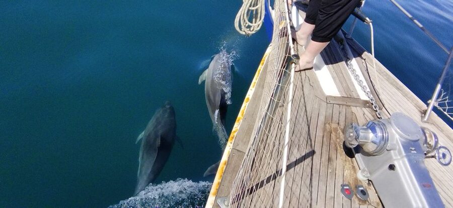 Estepona: Dolphin Watching Sailboat Cruise with Drink - Who will enjoy this trip most