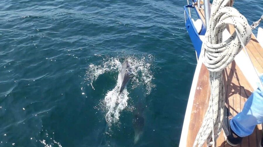 Estepona: Dolphin Watching Sailboat Cruise with Drink - FAQ