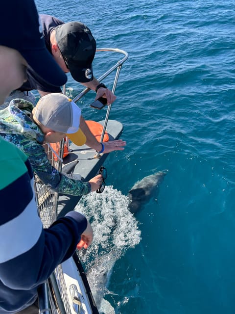 Estepona: Dolphins Searching Sea Cruise with Drink & Snacks - Two hours around the Bay of Estepona