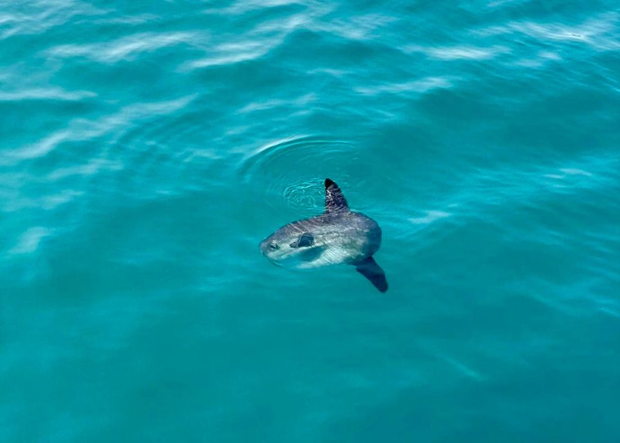 From Benalmádena & Torremolinos: Dolphin Watch Boat Trip - Is $42 fair value for 90 minutes?