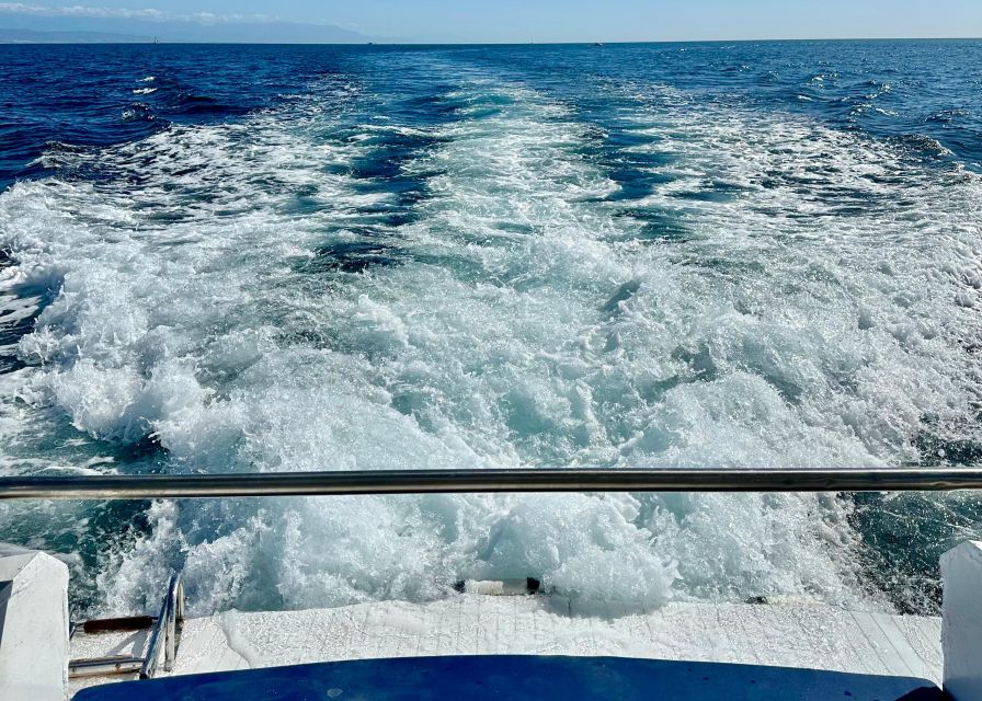 From Benalmádena & Torremolinos: Dolphin Watch Boat Trip - Should you book the Benalmádena dolphin cruise?