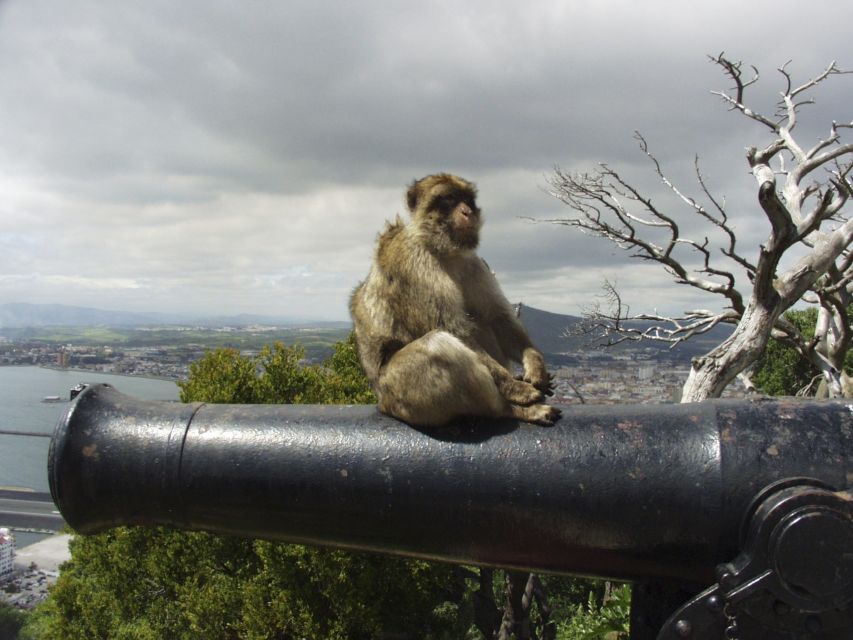 From Costa del Sol: Day Trip to Gibraltar with Guided Tour - The Rock makes the first impression