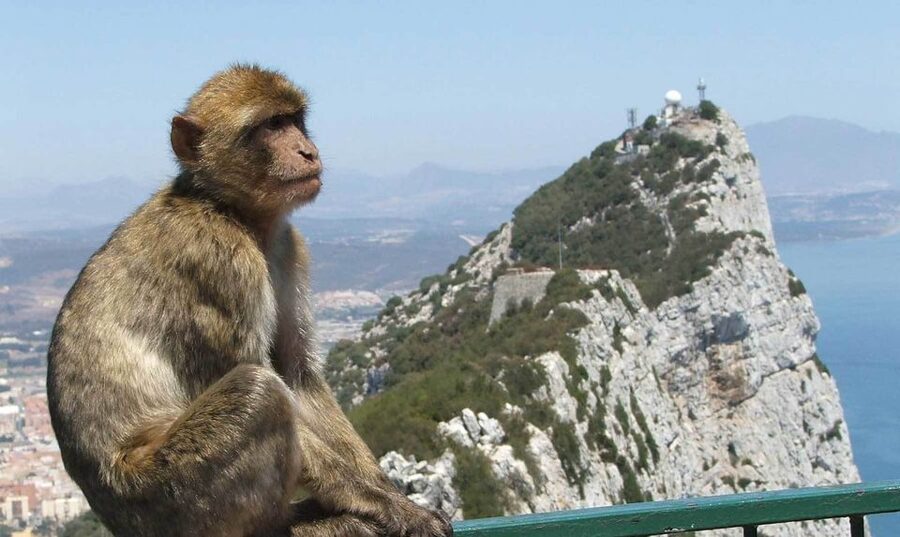 From Costa del Sol: Day Trip to Gibraltar with Guided Tour - Should you book it?