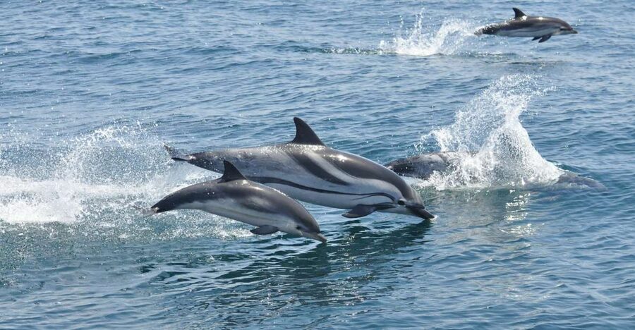 From Costa del Sol: Gibraltar Dolphin Watching by Boat - Out on the Strait for 90 minutes