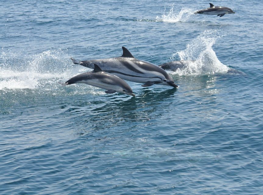 From Costa del Sol: Gibraltar Dolphin Watching by Boat - FAQ
