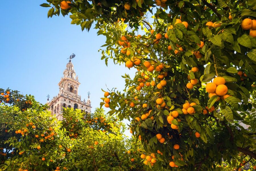 From Costa del Sol: Seville Day Trip - Santa Cruz, then your own Seville