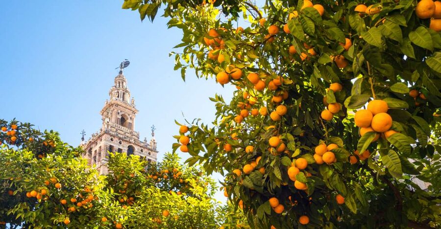 From Costa del Sol: Seville Day Trip - Choose your afternoon: cathedral, river, or tapas