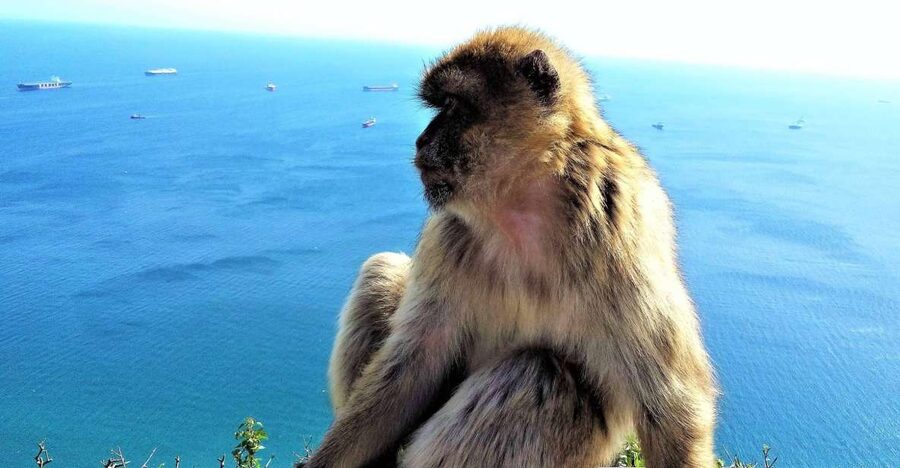 From Málaga or Marbella: Private Gibraltar Tour - The macaques: memorable, but not the whole show