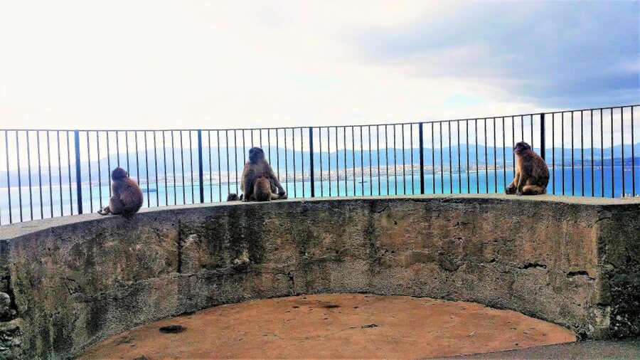From Málaga or Marbella: Private Gibraltar Tour - Should you book the Gibraltar tour?
