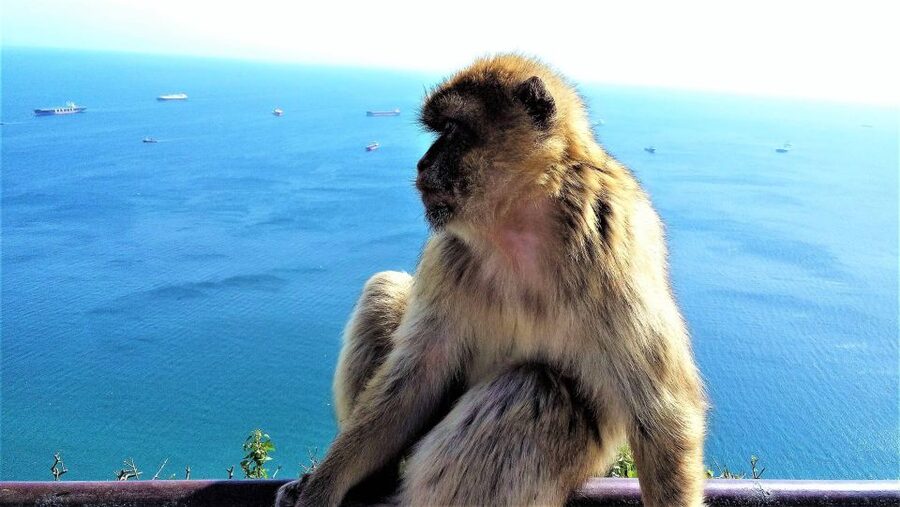 From Málaga or Marbella: Private Gibraltar Tour - The Nature Reserve: caves, tunnels and fortress
