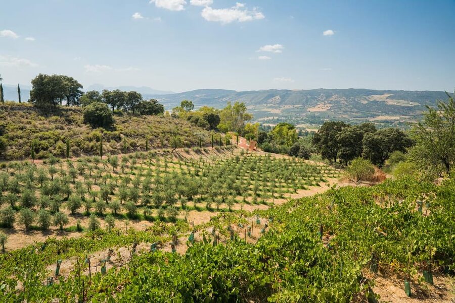 From Málaga: Ronda, Wine & Olive Oil Tasting Small Group - The Ride From Málaga