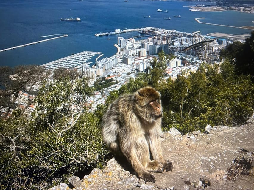 From Marbella/Estepona: VIP Gibraltar Tour Monkeys + Nature Reserve + Shopping - Gibraltar town and tax-free shopping