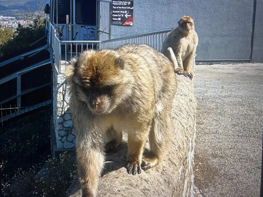 From Marbella/Estepona: VIP Gibraltar Tour Monkeys + Nature Reserve + Shopping - Is $317 per person good value?