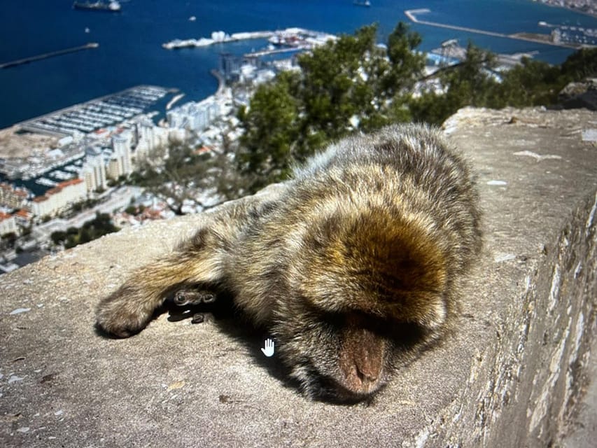From Marbella/Estepona: VIP Gibraltar Tour Monkeys + Nature Reserve + Shopping - Who will enjoy this Gibraltar day