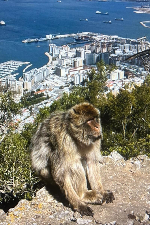 From Marbella/Estepona: VIP Gibraltar Tour Monkeys + Nature Reserve + Shopping - The Rock, macaques and the cable-car question