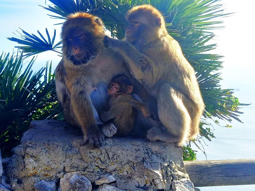From Marbella: Guided Private Trip to Gibraltar and Estepona - Gibraltar’s Nature Reserve: the day’s big sweep
