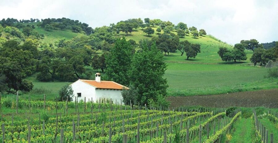 From Marbella: Ronda Tour Wineries Tour with Lunch - Key points before you book